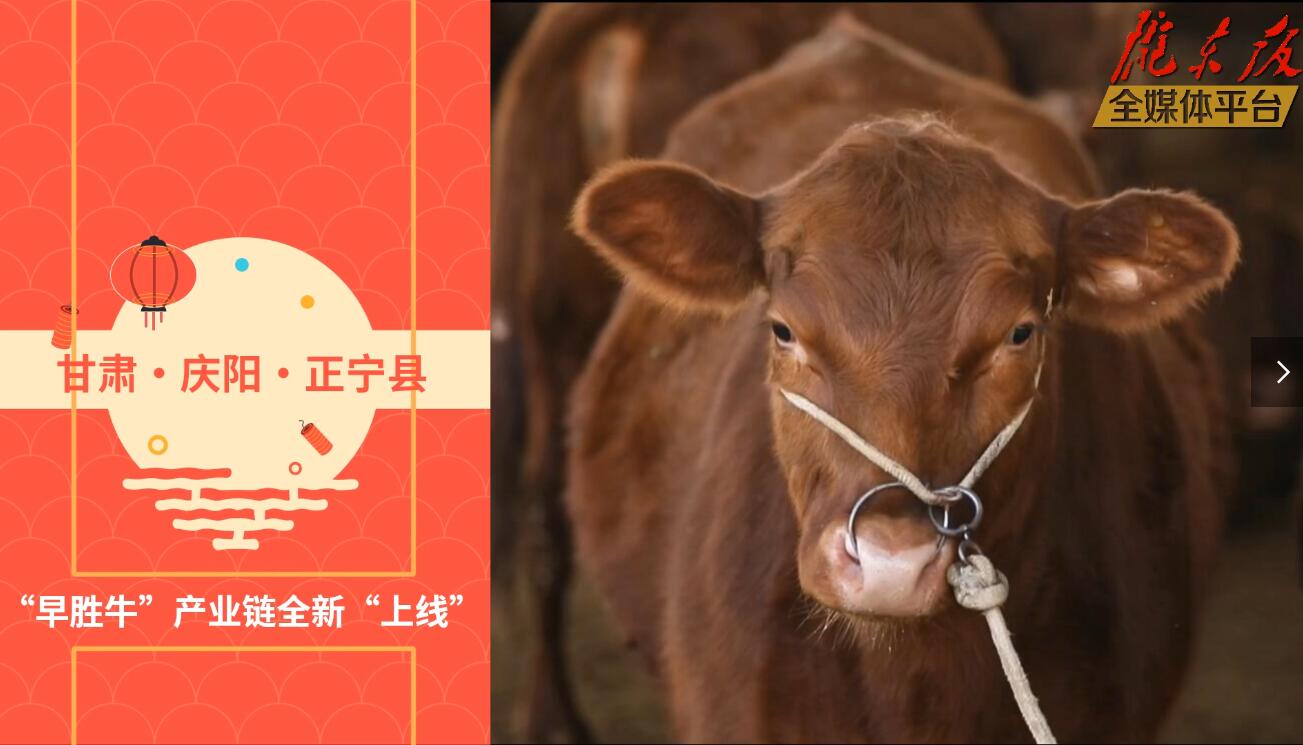 【慶陽視頻】目標20萬頭！正寧縣打造西北肉牛養(yǎng)殖大縣