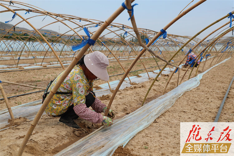 【奮進(jìn)新征程 建功新時代】環(huán)縣洪德鎮(zhèn)種植大棚西瓜帶農(nóng)增收