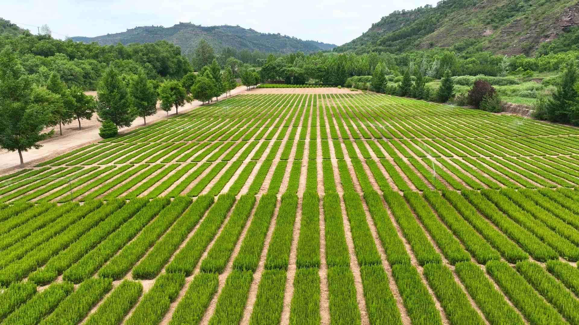 護(hù)好黃土高原的“天然水庫(kù)”——慶陽(yáng)市持續(xù)推動(dòng)子午嶺林區(qū)由“淺綠”向“深綠”邁進(jìn)