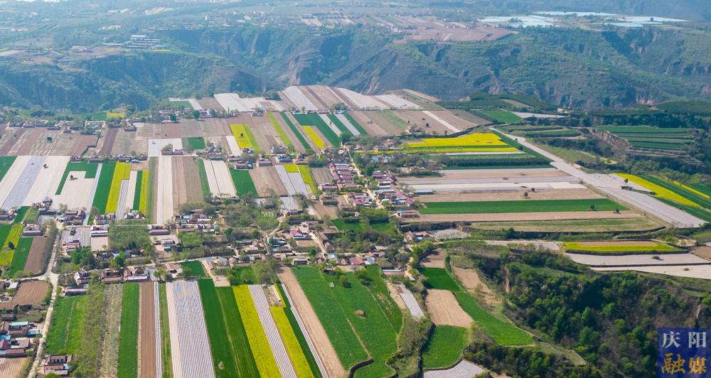 【攝影報道】西峰區(qū)3萬余畝油菜花進(jìn)入盛花期