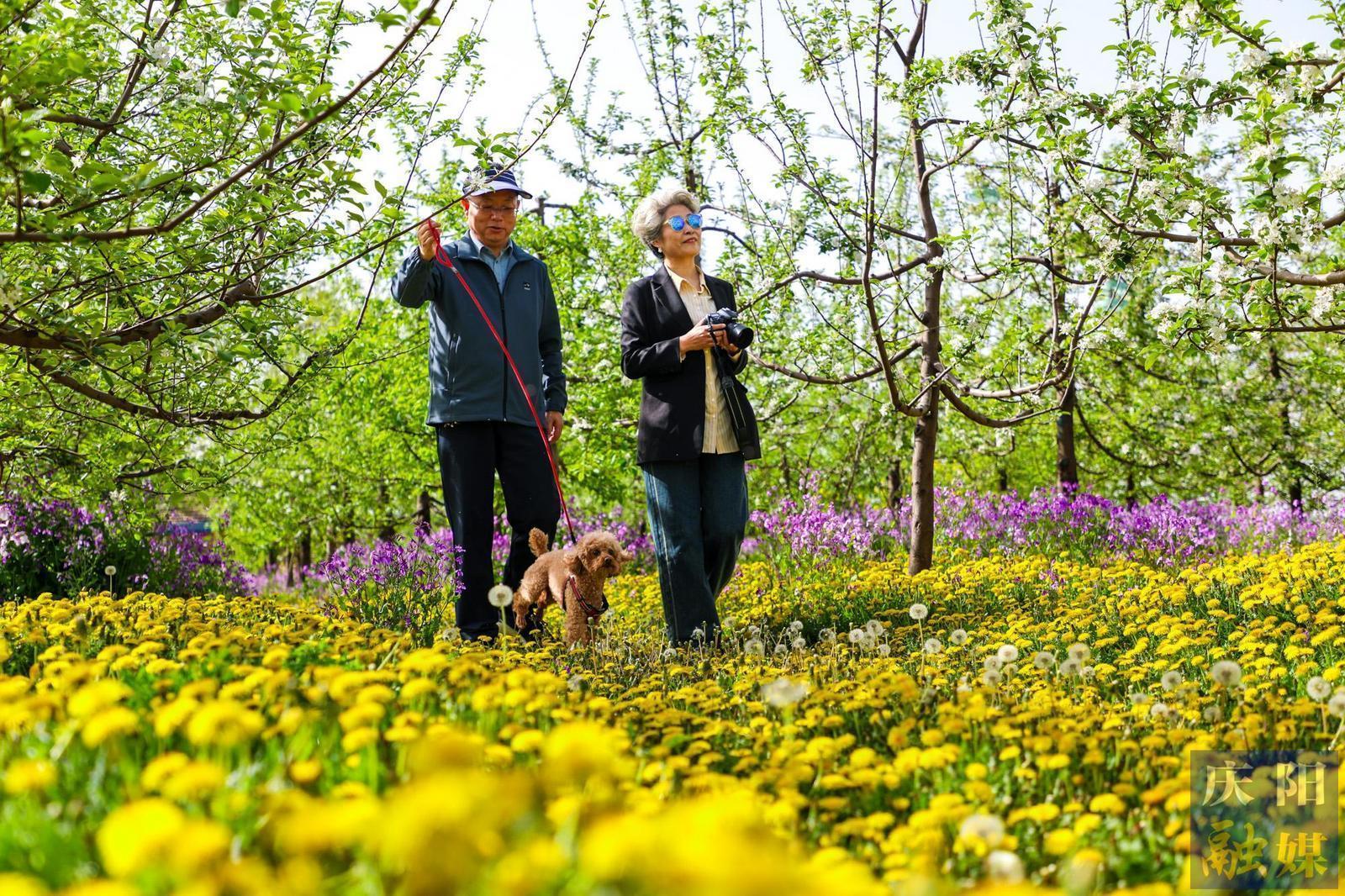 【攝影報(bào)道】夢幻果園醉游人 生態(tài)種植富果農(nóng)