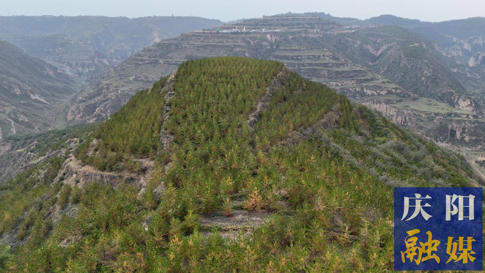 合水林管分局北川林場：擦亮生態(tài)底色  守護青山綠水