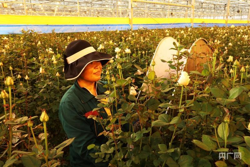 【致富榜樣】蘭州新區(qū)：“鮮花經(jīng)濟(jì)”鋪就“花式”振興路